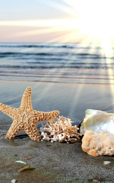 Красивые ракушки с жемчугом