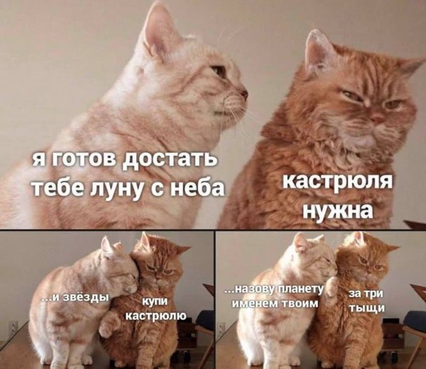 Кот и красные цветы