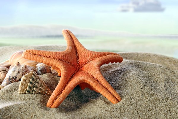 Морская звезда - Starfish
