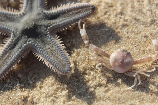 Краб морская звезда