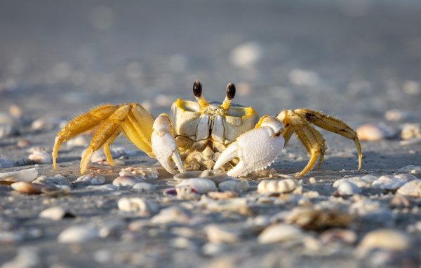 Морские коньки звёзды и ракушки