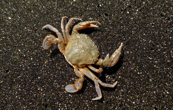 Дальневосточный морской заповедник Камчатский краб