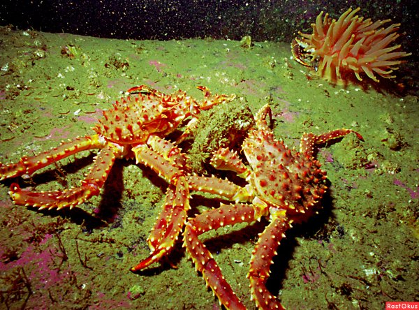 Коралловый крупнопятнистый краб