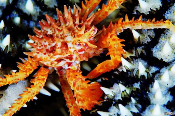 Краб песчаник Черноморский