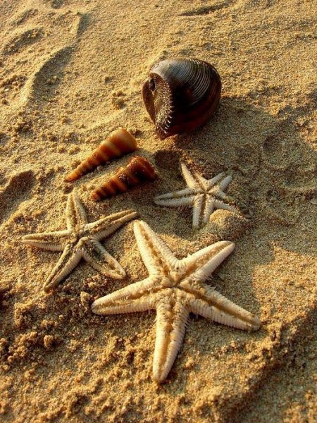 Членистоногие краб