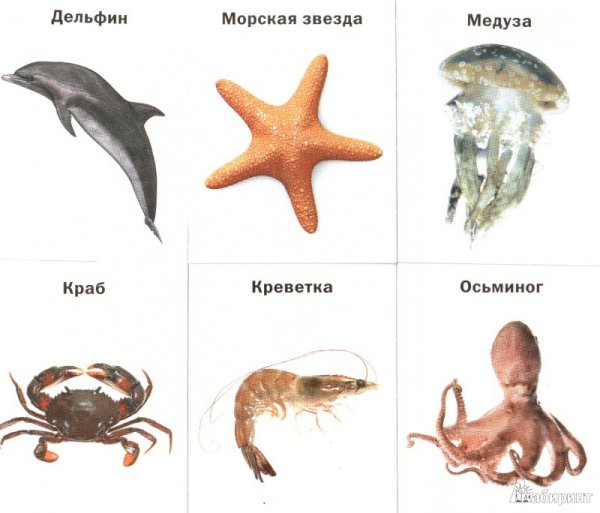 Морская звезда на морском дне