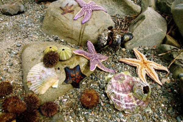 Рыбки и Осьминожки