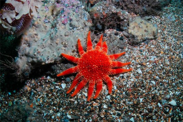 Морские животные