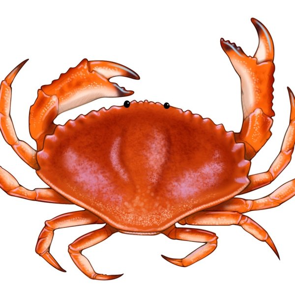 Морские звезды японского моря