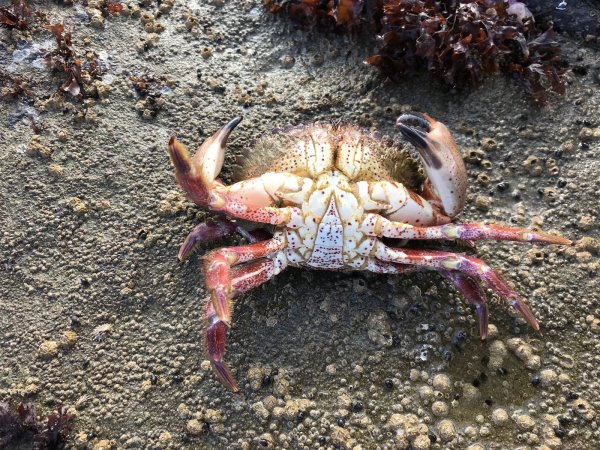 Краб Камяха