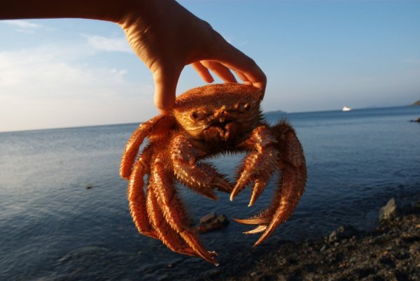 Дальневосточный морской заповедник краб