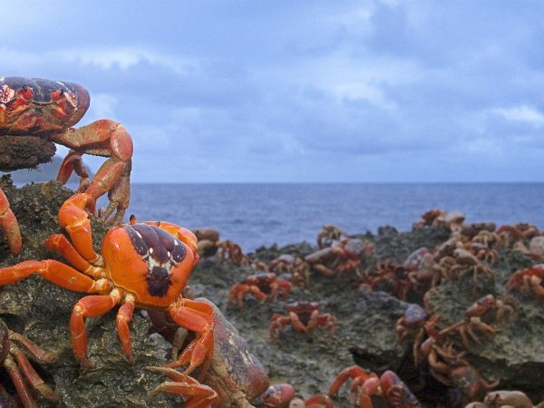 Камчатский краб Охотское море