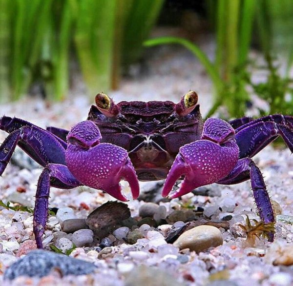 Карточки Домана обитатели воды