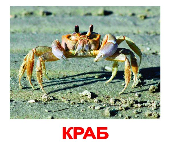 Пустынный краб