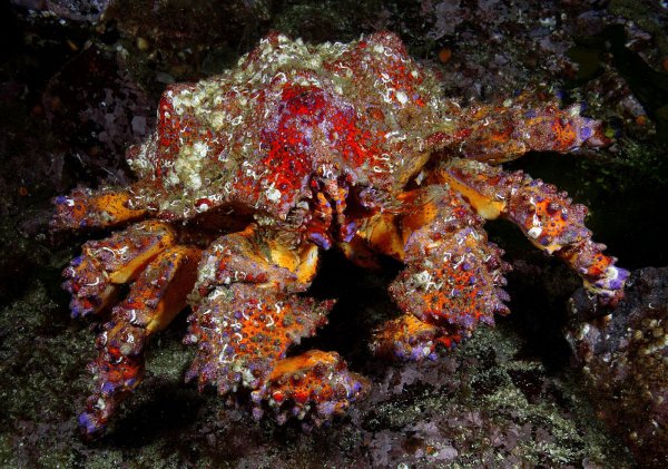 Морские узоры на крабе