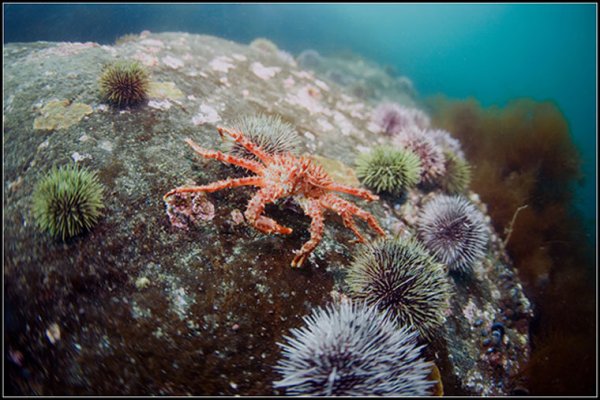 Краб паук черного моря