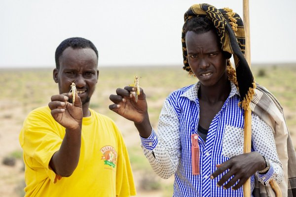 Нашествие саранчи в Африке