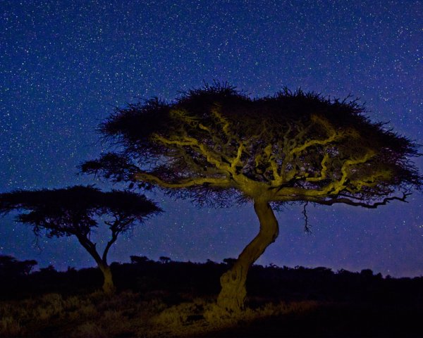 Ночное дерево