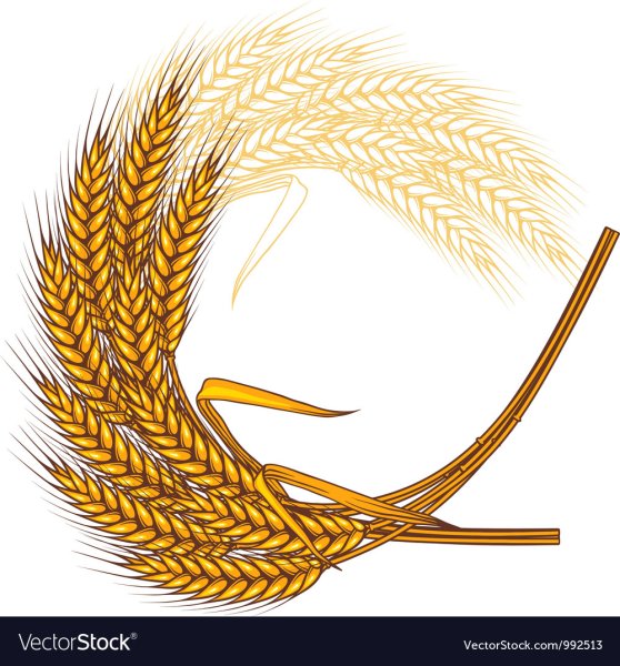 Ленточка из колосьев пшеницы