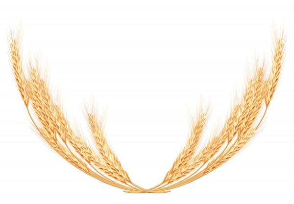 Венок из колосьев на белом фоне