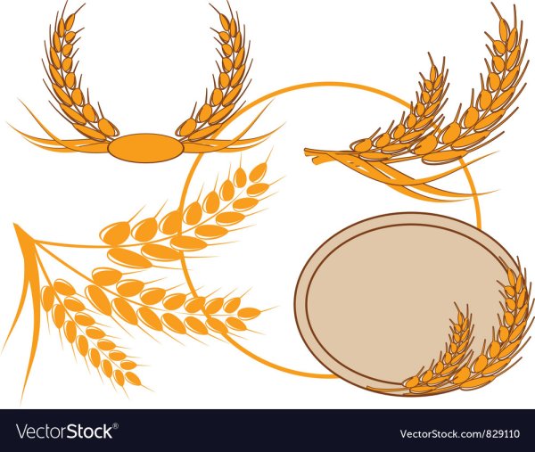 Колоски пшеницы с лентой