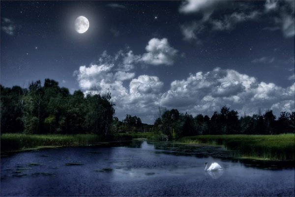 Дерево в лунном свете