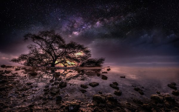 Ночная природа