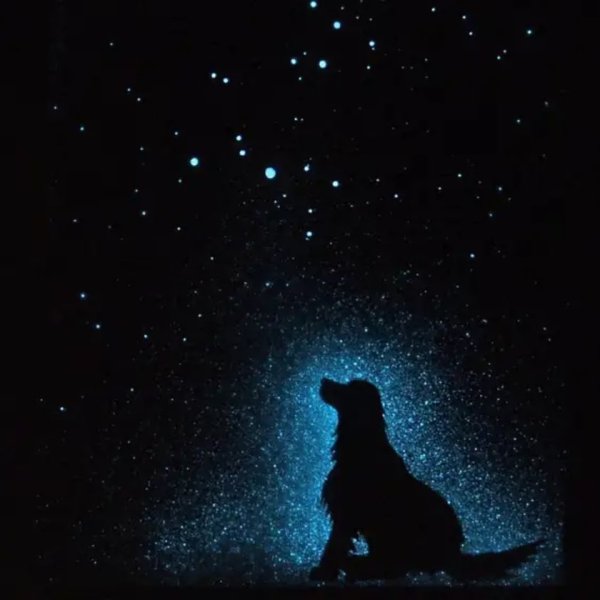 Собака и звезды на небе