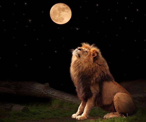 Картинки на рабочий стол Лев на весь экран