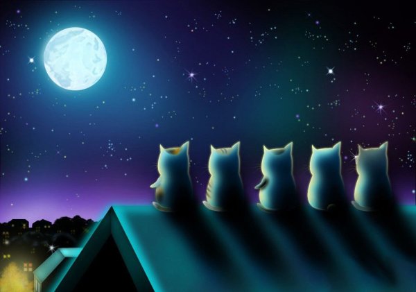 Котик ночью