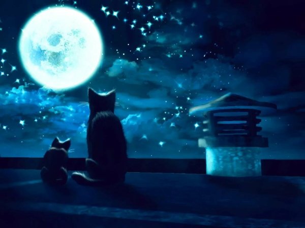 Коты на крыше ночью