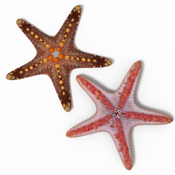 Морская звезда живопись