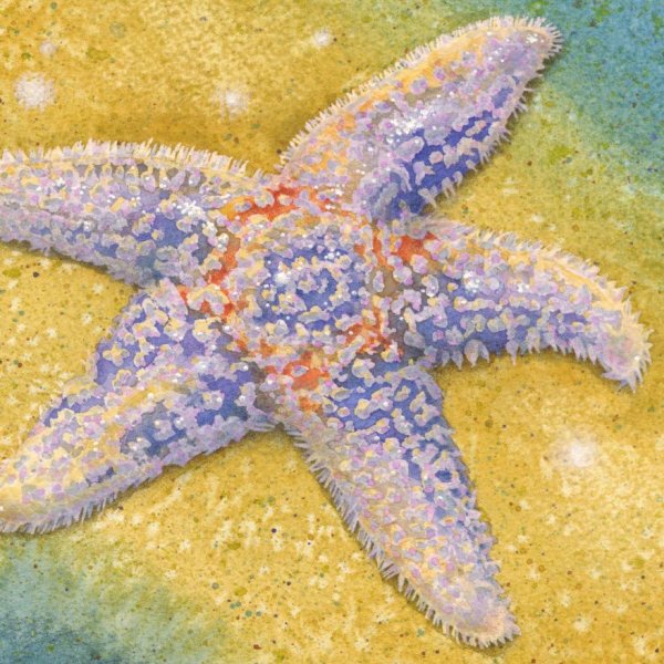 Пятиконечная морская звезда