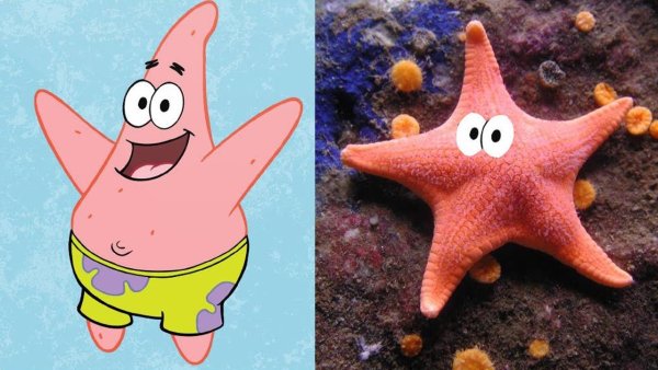 Морская звезда Спанч Боб