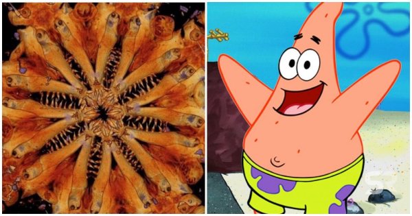 Патрик морская звезда