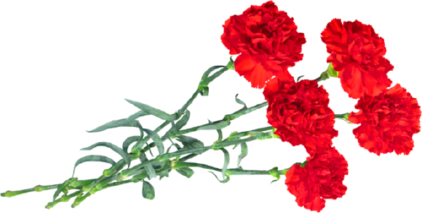 Композиция из красных гвоздик