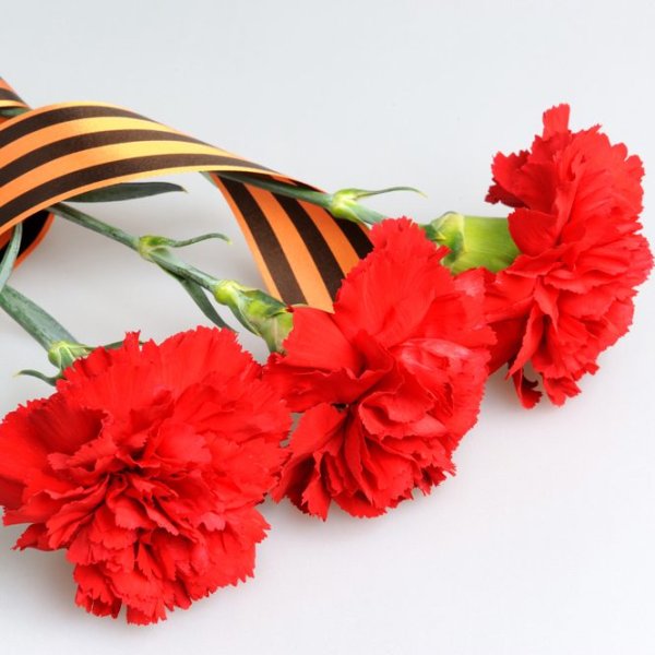 23 Февраля гвоздики