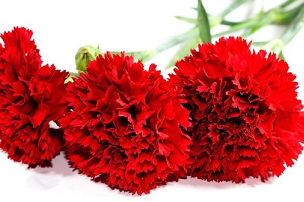 Георгиевская ленточка и гвоздик