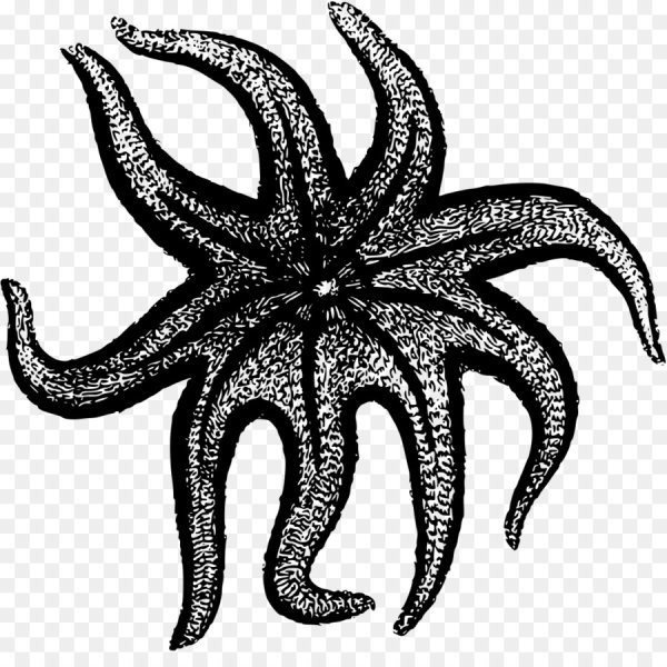 Морская звезда трафарет