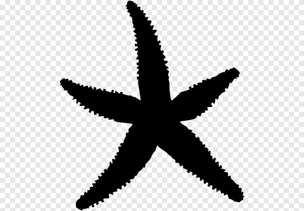 Силуэт морской звезды для трафарета