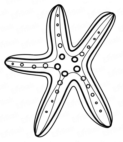 Раскраска морскиизвезды