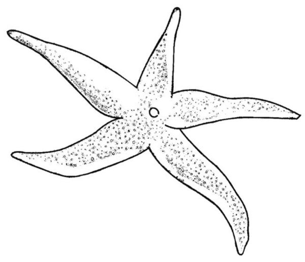 Раскраска морскиизвезды