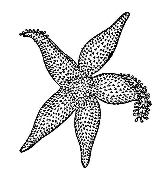 Морская звезда эскиз