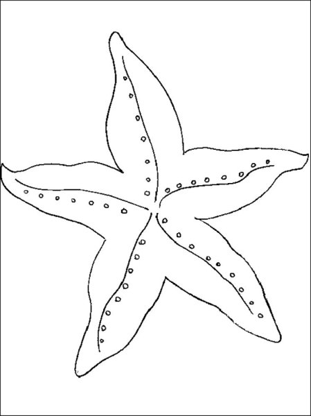 Морская звезда трафарет
