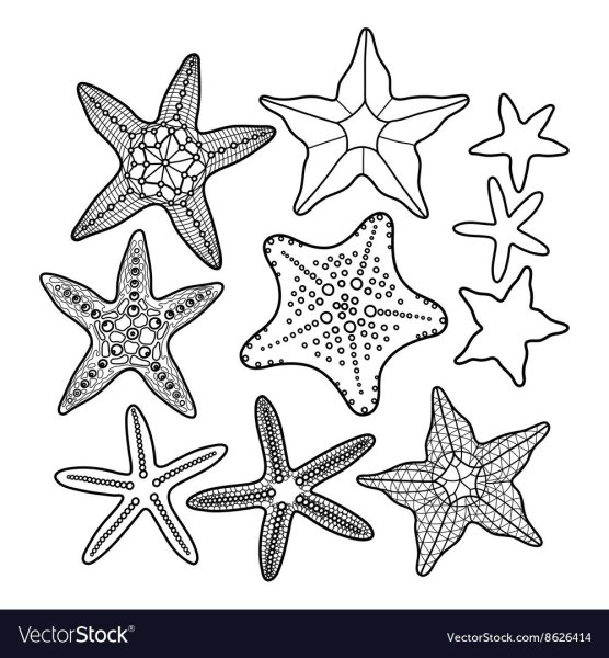 Морская Звездочка раскраска