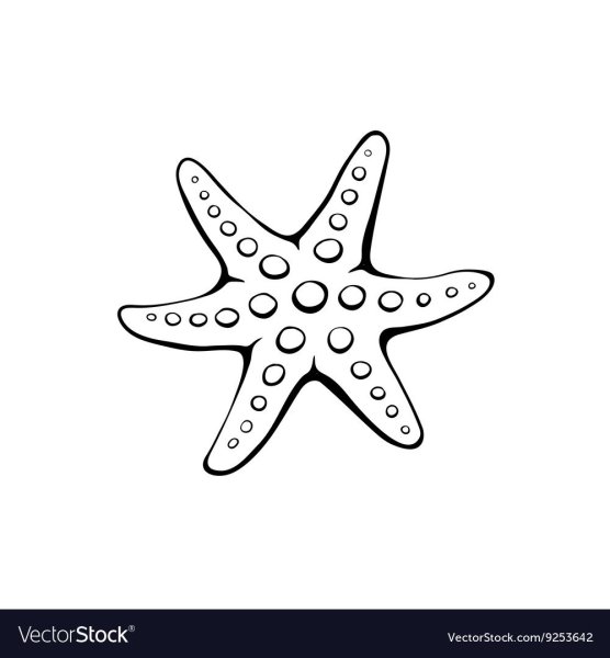 Морская звезда карандашом