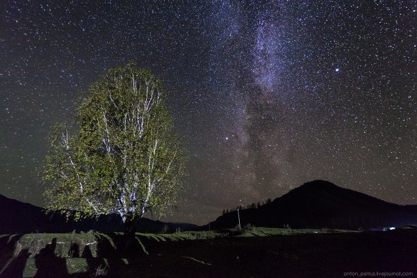 Березы ночью