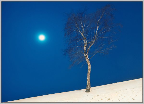 Березы и зима и ночь