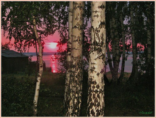 Березовая роща ночью