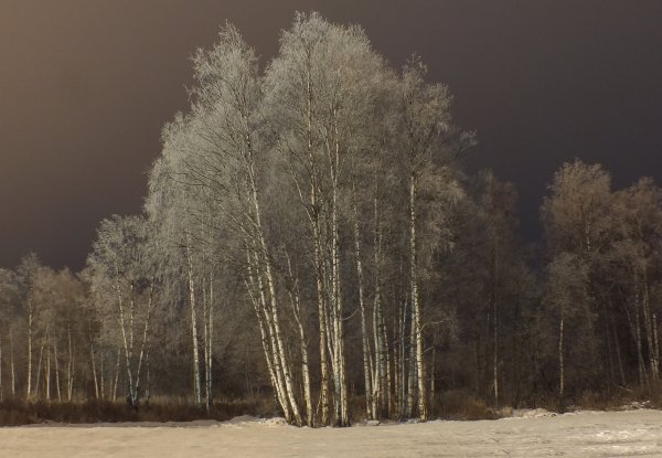 Зимние ночные березы